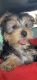 Yorkshire Terrier Puppies for sale in Blue Ridge, GA 30513, USA. price: NA