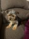 Yorkshire Terrier Puppies for sale in Indianapolis, IN 46254, USA. price: $1,200