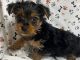 Yorkshire Terrier Puppies for sale in Cedar Park, TX, USA. price: NA