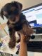 Yorkshire Terrier Puppies for sale in Austell, GA, USA. price: $1,100
