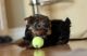 Yorkshire Terrier Puppies for sale in New York, NY, USA. price: $900