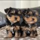 Yorkshire Terrier Puppies for sale in Buffalo, NY, USA. price: $800