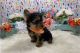 Yorkshire Terrier Puppies for sale in California City, CA, USA. price: $450