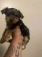 Yorkshire Terrier Puppies for sale in MINNETNKA MLS, MN 55343, USA. price: NA