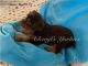 Yorkshire Terrier Puppies for sale in Liberty, NC 27298, USA. price: $1,900