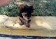 Yorkshire Terrier Puppies for sale in Orlando, FL, USA. price: $2,000