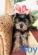 Yorkshire Terrier Puppies for sale in Cape Coral, FL, USA. price: $875