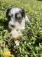 Yorkshire Terrier Puppies for sale in Miramar, FL, USA. price: $1,500