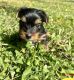 Yorkshire Terrier Puppies for sale in Miramar, FL, USA. price: $800