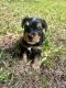 Yorkshire Terrier Puppies for sale in Miramar, FL, USA. price: $900