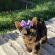 Yorkshire Terrier Puppies for sale in Peoria, IL, USA. price: $300