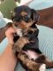 Yorkshire Terrier Puppies for sale in Fort Myers, FL, USA. price: $2,500
