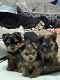 Yorkshire Terrier Puppies for sale in Hope, AR 71801, USA. price: NA