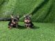 Yorkshire Terrier Puppies for sale in Usal Rd, California, USA. price: NA