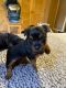 Yorkshire Terrier Puppies for sale in Charlestown, RI 02813, USA. price: $2,000