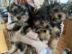 Yorkshire Terrier Puppies for sale in Pasco, WA 99301, USA. price: $1,000