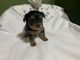Yorkshire Terrier Puppies for sale in Paris, TN 38242, USA. price: $900