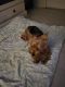 Yorkshire Terrier Puppies for sale in Rayne, LA 70578, USA. price: NA