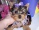 Yorkshire Terrier Puppies for sale in Ashburn, VA, USA. price: $400
