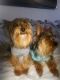 Yorkshire Terrier Puppies for sale in Hesperia, CA, USA. price: $1,500