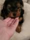 Yorkshire Terrier Puppies for sale in Charleston, SC, USA. price: NA