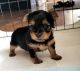 Yorkshire Terrier Puppies for sale in Battle Creek, MI, USA. price: $800