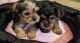 Yorkshire Terrier Puppies for sale in Hillcrest Heights, MD 20748, USA. price: NA