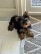 Yorkshire Terrier Puppies for sale in Visalia, CA, USA. price: NA