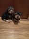 Yorkshire Terrier Puppies for sale in Denham Springs, LA, USA. price: $1,000