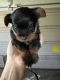 Yorkshire Terrier Puppies for sale in Liberty, KY 42539, USA. price: $800