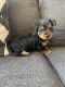 Yorkshire Terrier Puppies for sale in Antioch, CA, USA. price: $800