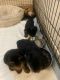 Yorkshire Terrier Puppies for sale in Bakersfield, CA, USA. price: $1,400