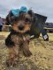 Yorkshire Terrier Puppies for sale in Greenwood, SC, USA. price: $1,200