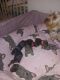 Yorkshire Terrier Puppies for sale in Highland Park, MI 48203, USA. price: NA