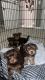 Yorkshire Terrier Puppies for sale in Shelbyville, TN 37160, USA. price: NA