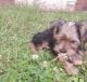 Yorkshire Terrier Puppies for sale in Shelby, NC 28152, USA. price: $2,000