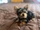 Yorkshire Terrier Puppies for sale in Jamaica, Queens, NY, USA. price: $1,000