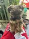 Yorkshire Terrier Puppies for sale in Fayetteville, AR, USA. price: $840