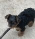 Yorkshire Terrier Puppies for sale in Greensboro, NC, USA. price: $1,500