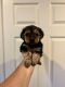 Yorkshire Terrier Puppies for sale in Lake Elsinore, CA, USA. price: $800