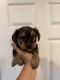 Yorkshire Terrier Puppies for sale in Lake Elsinore, CA, USA. price: $800