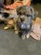 Yorkshire Terrier Puppies for sale in New York, NY, USA. price: $1,000