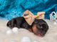 Yorkshire Terrier Puppies for sale in Riverside, CA 92507, USA. price: $2,500