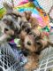 Yorkshire Terrier Puppies for sale in Killeen, TX, USA. price: $2,750