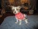 Yorkshire Terrier Puppies for sale in Galva, IL 61434, USA. price: NA