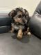 Yorkshire Terrier Puppies for sale in Jupiter, FL, USA. price: NA