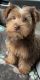 Yorkshire Terrier Puppies for sale in McDonough, GA, USA. price: $2,700