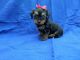 Yorkshire Terrier Puppies for sale in Hacienda Heights, CA, USA. price: $999
