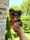 Yorkshire Terrier Puppies for sale in Los Angeles, CA, USA. price: $500