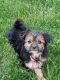 Yorkshire Terrier Puppies for sale in Arcanum, OH 45304, USA. price: NA